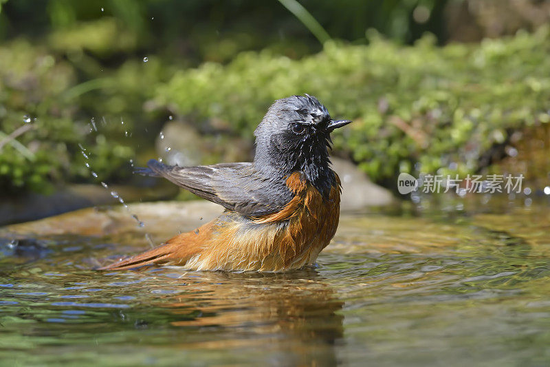 男红雀洗涤(Phoenicurus Phoenicurus)